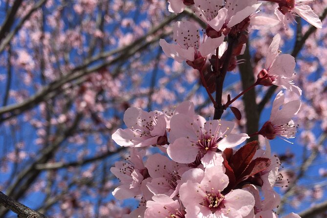 DC Kenwood Cherry Blossoms Half-Day Small Group Tour - Key points at a glance