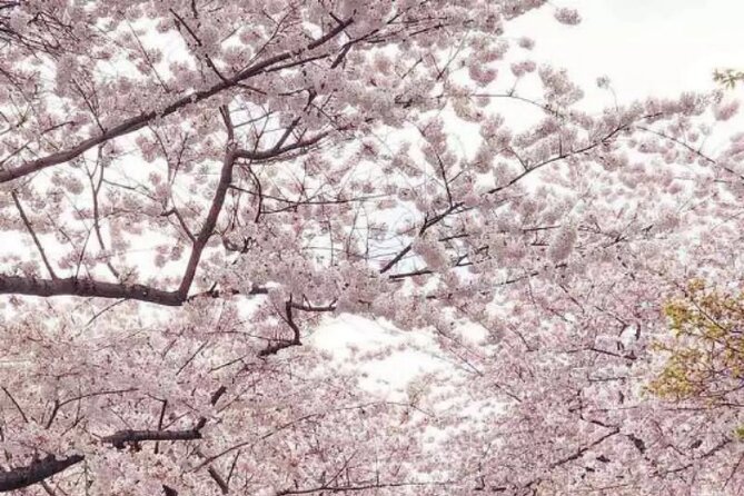 DC Kenwood Cherry Blossoms Half-Day Small Group Tour - What happens during the two-hour outing