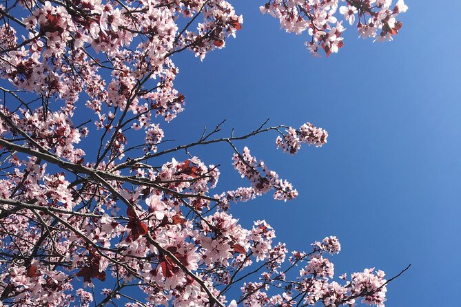DC Kenwood Cherry Blossoms Half-Day Small Group Tour - A practical look at pickup and drop-off