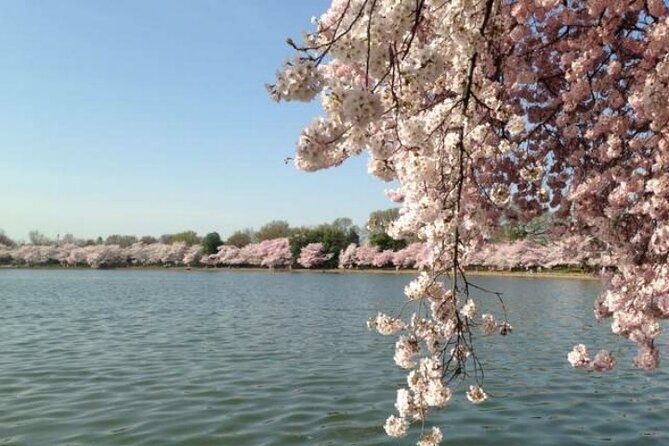 DC Kenwood Cherry Blossoms Half-Day Small Group Tour - Why the 90-minute Kenwood stop matters