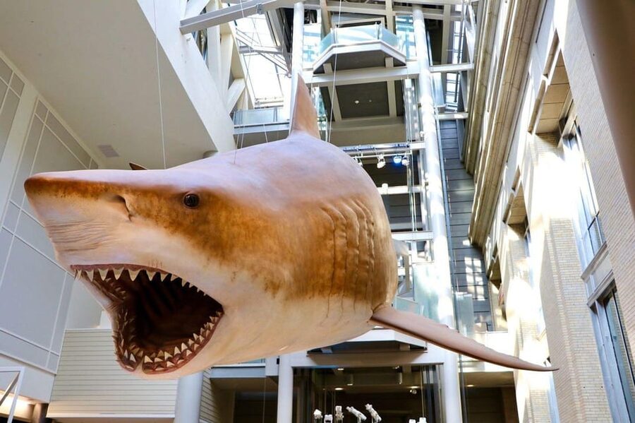 Guided Tour of The Natural History Museum - Exploring oceans, coral, and deep-sea creatures