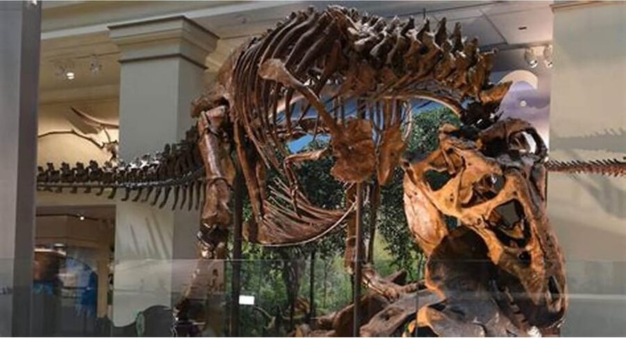 Guided Tour of The Natural History Museum - What $72 buys you