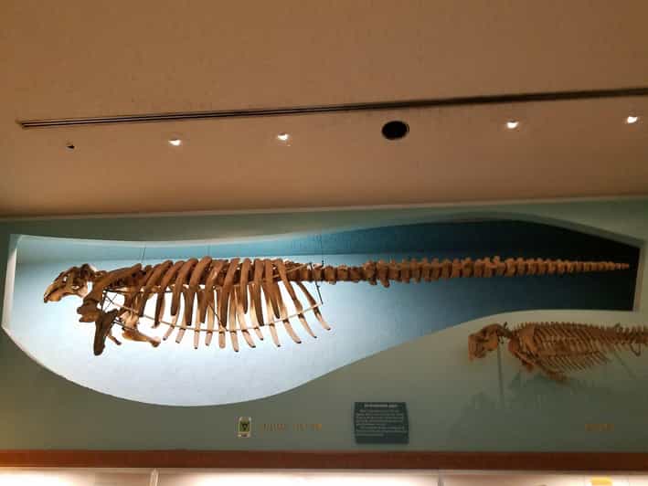 Guided Tour of The Natural History Museum - Meeting at 900 Constitution Avenue