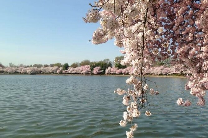 NYC to D.C Day Trip: Thomas Jefferson Memorial to Cherry Blossoms - A long road day with Washington as the reward