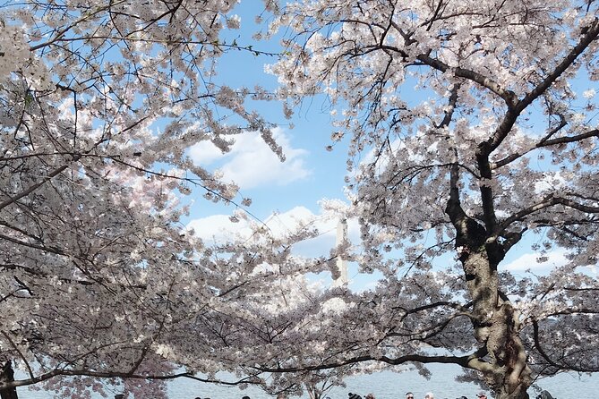 NYC to D.C Day Trip: Thomas Jefferson Memorial to Cherry Blossoms - The optional 90-minute cherry blossom tour