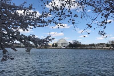 NYC to D.C Day Trip: Thomas Jefferson Memorial to Cherry Blossoms