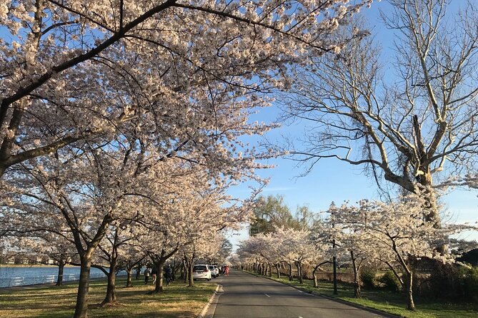 NYC to D.C Day Trip: Thomas Jefferson Memorial to Cherry Blossoms - Walking the Hains Point Loop Trail