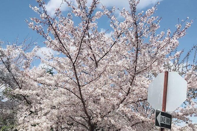 NYC to D.C Day Trip: Thomas Jefferson Memorial to Cherry Blossoms - What the driver-guide adds