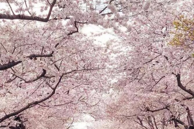 NYC to D.C Day Trip: Thomas Jefferson Memorial to Cherry Blossoms - Is $143 a fair price?