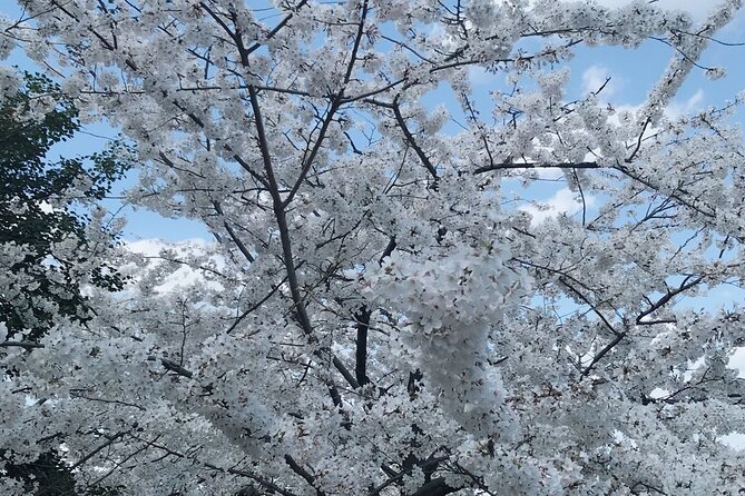 NYC to D.C Day Trip: Thomas Jefferson Memorial to Cherry Blossoms - Who will like this day trip?