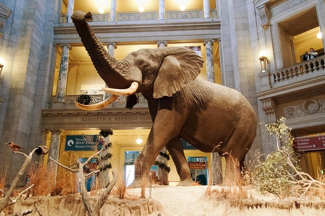 Smithsonian Museum of Natural History - Exclusive Guided Tour - Why a guide helps in an 18-football-field museum