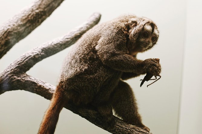 Smithsonian Museum of Natural History - Exclusive Guided Tour - What your guide adds to the visit