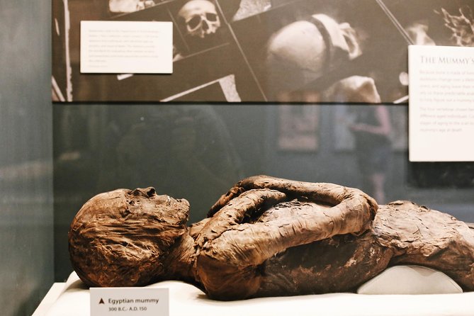Smithsonian Museum of Natural History Small Group Tour: 8ppl Max - Ocean Hall, a Coral Reef, and a 45-Ton Whale