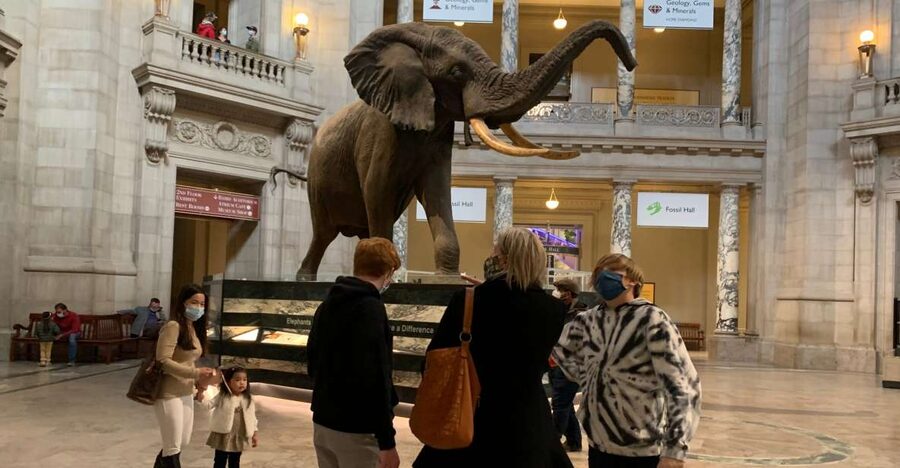 Smithsonian National Museum of Natural History Guided Tour - Dinosaur bones and the museum’s biggest draws