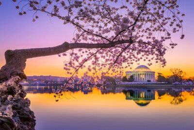 Cherry blossom over the Tidal Basin with the Jefferson Memorial behind