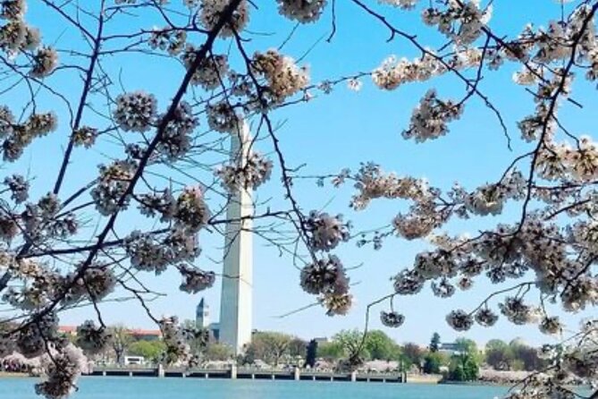 The DC Cherry Blossom Bus Tour with Tidal Basin Guided Walk - World War II Memorial and the open Mall