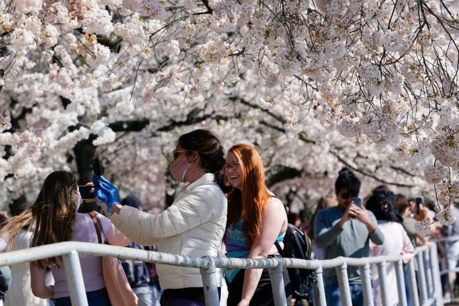 Washington DC: Cherry Blossom Walking Tour - Martin Luther King Jr. Memorial: a modern voice beside the water