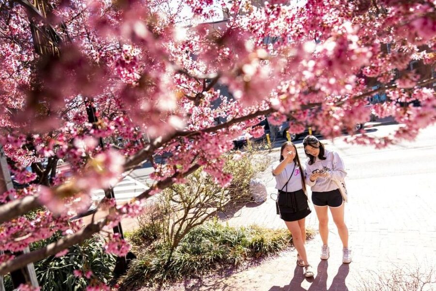 Washington DC: Cherry Blossom Walking Tour - Franklin D. Roosevelt Memorial: an extended walk through an era