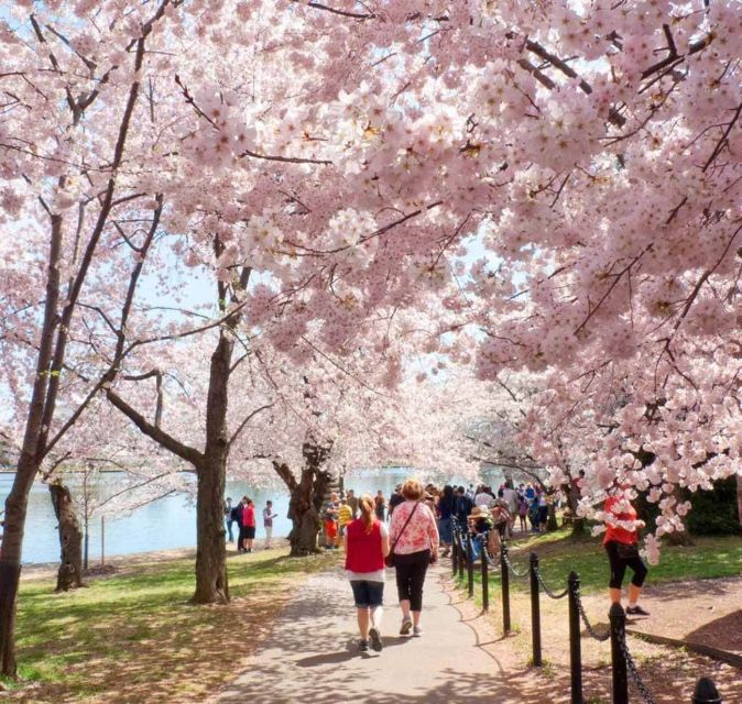 Washington DC: Cherry Blossom Walking Tour - Jefferson Memorial: a graceful finish by the Tidal Basin