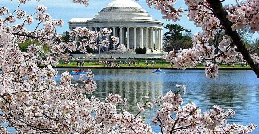 Washington DC: Cherry Blossom Walking Tour - Lincoln Memorial: scale, sorrow, and close attention