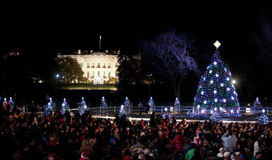 Washington, DC: Holiday Lights Nighttime Bus Tour - The Capitol Christmas Tree on the West Lawn