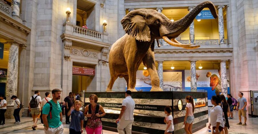 Washington DC: Museum of Natural History Private Guided Tour - Mummies and early human civilizations