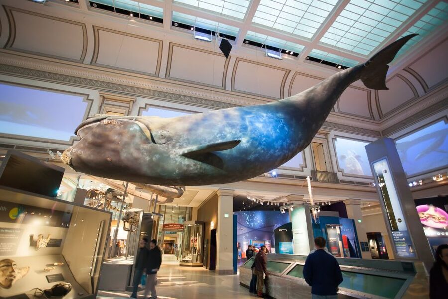 Washington DC: Museum of Natural History Private Guided Tour - How to get the most from the guide