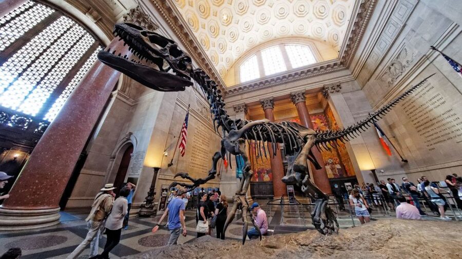 Washington DC: Museum of Natural History Private Guided Tour - Who should book this private museum tour?