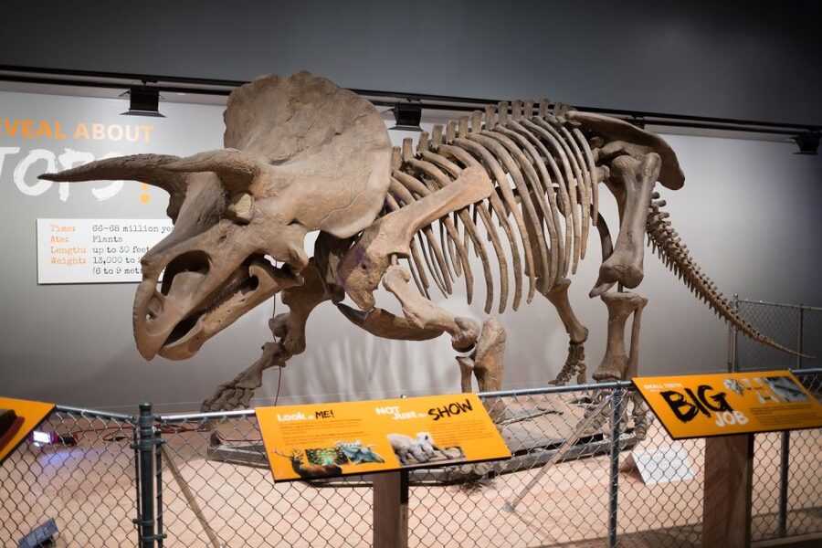 Washington DC: Museum of Natural History Private Guided Tour - Dinosaur Hall: the safest family favorite