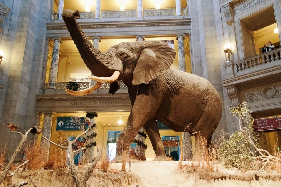 Washington DC: National Museum of Natural History Tour - Why a guide helps in a museum this large