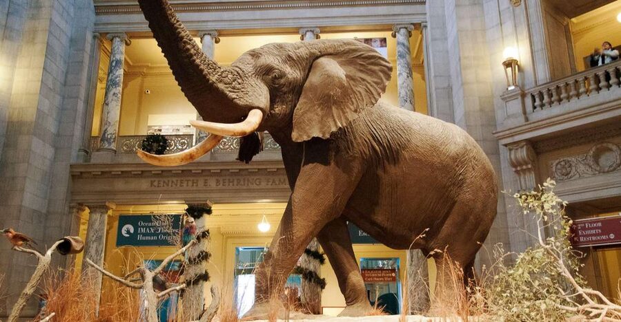 Washington DC: National Museum of Natural History Tour - Fossils, the Arctic Narwhal, and giant land animals