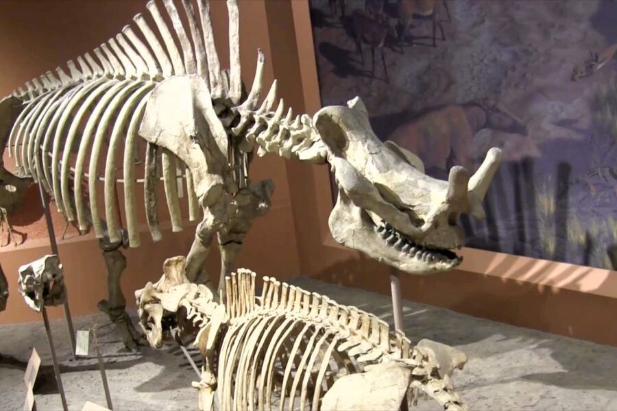 Washington DC: National Museum of Natural History Tour - What the guides add to the visit