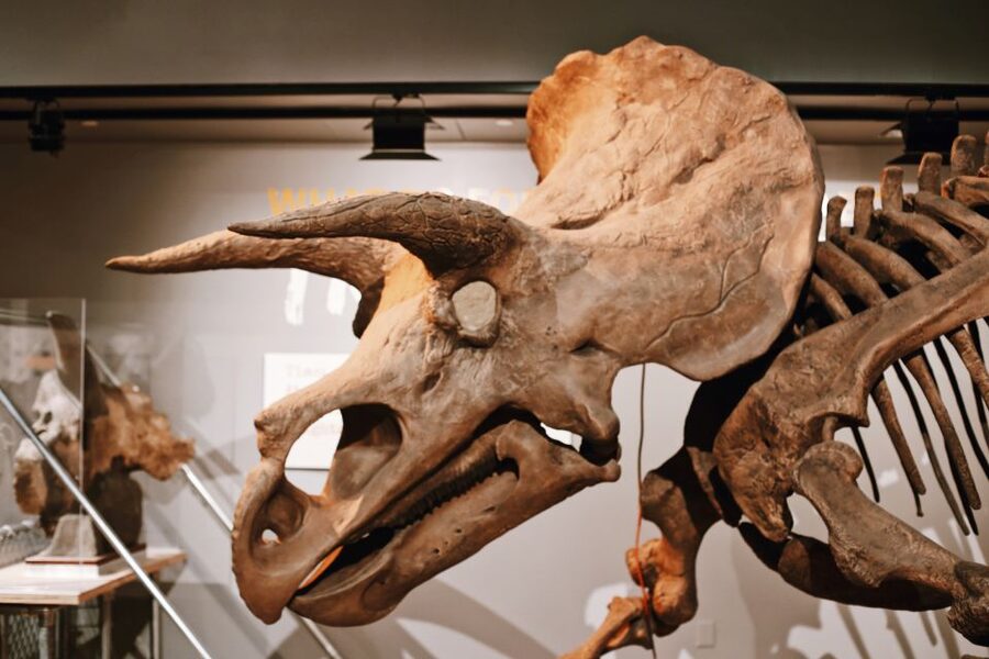Washington, DC: Natural History & Air and Space Museum Tour - Who should book this Smithsonian combination?